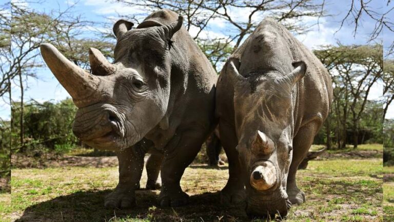 Ambisi Startup Bioteknologi Colossal Biosciences Hidupkan Badak Putih Utara dari Kepunahan Fungsional